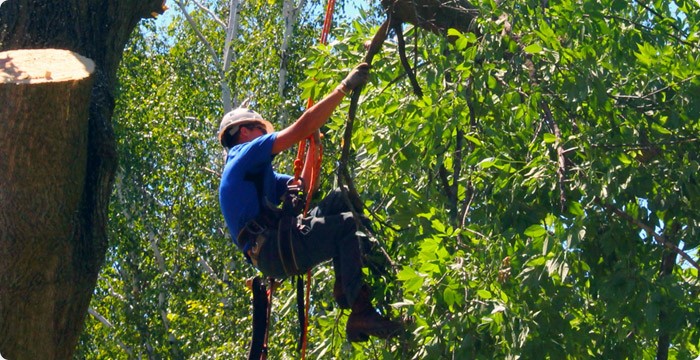 Élagage avec corde de rappel