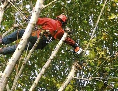 Élagage par démontage avec corde de rappel