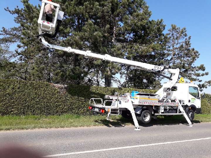 Enlèvement de chenilles processionnaires avec Nacelle